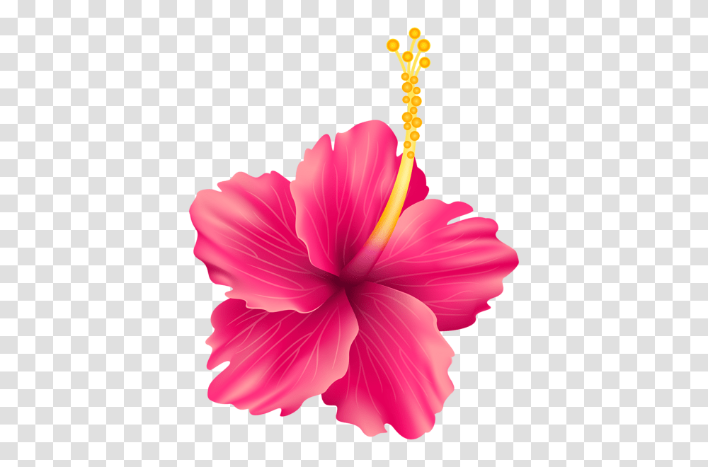 Hibiscus, Plant, Flower, Blossom, Pollen Transparent Png