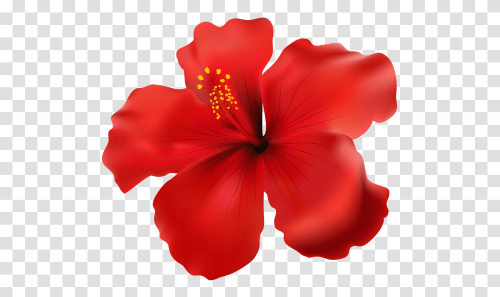 Hibiscus Red Clip Art Gallery, Flower, Plant, Blossom, Petal Transparent Png