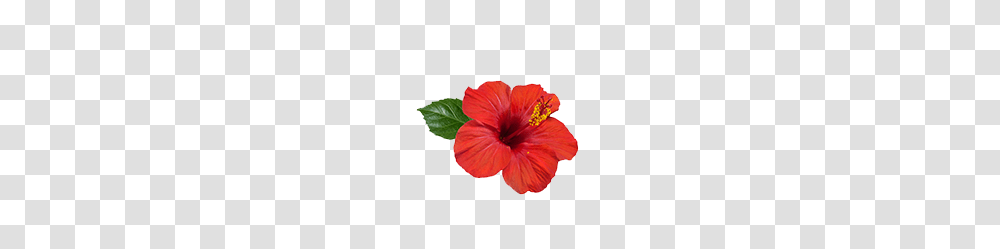 Hibiscus Rosa Sinensis Flower Benefits For Hair, Plant, Blossom Transparent Png