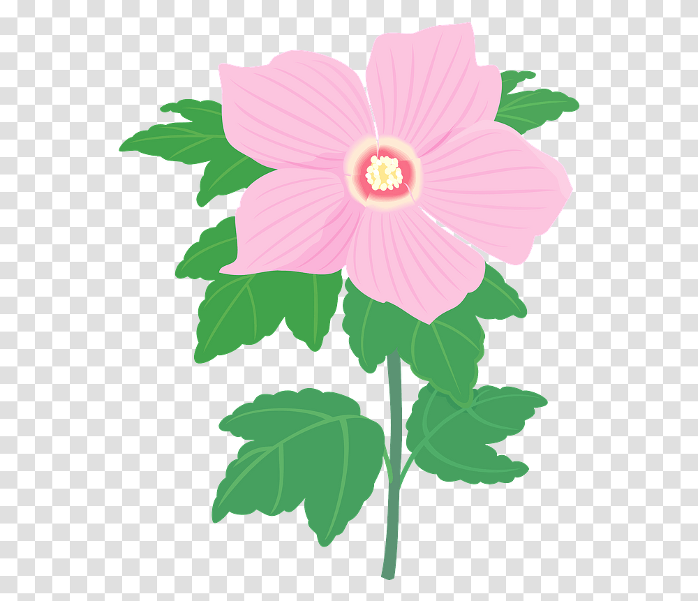 Hibiscus Syriacus Flower Clipart Hawaiian Hibiscus, Plant, Blossom, Anther, Dahlia Transparent Png
