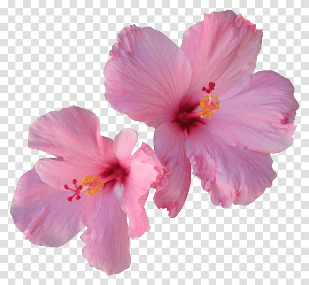 Hibiscus Tea Hair Flower Pink Hibiscus Flower, Plant, Blossom, Geranium, Pollen Transparent Png