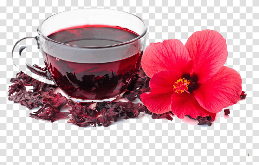 Hibiscus Tea, Plant, Saucer, Pottery, Beverage Transparent Png