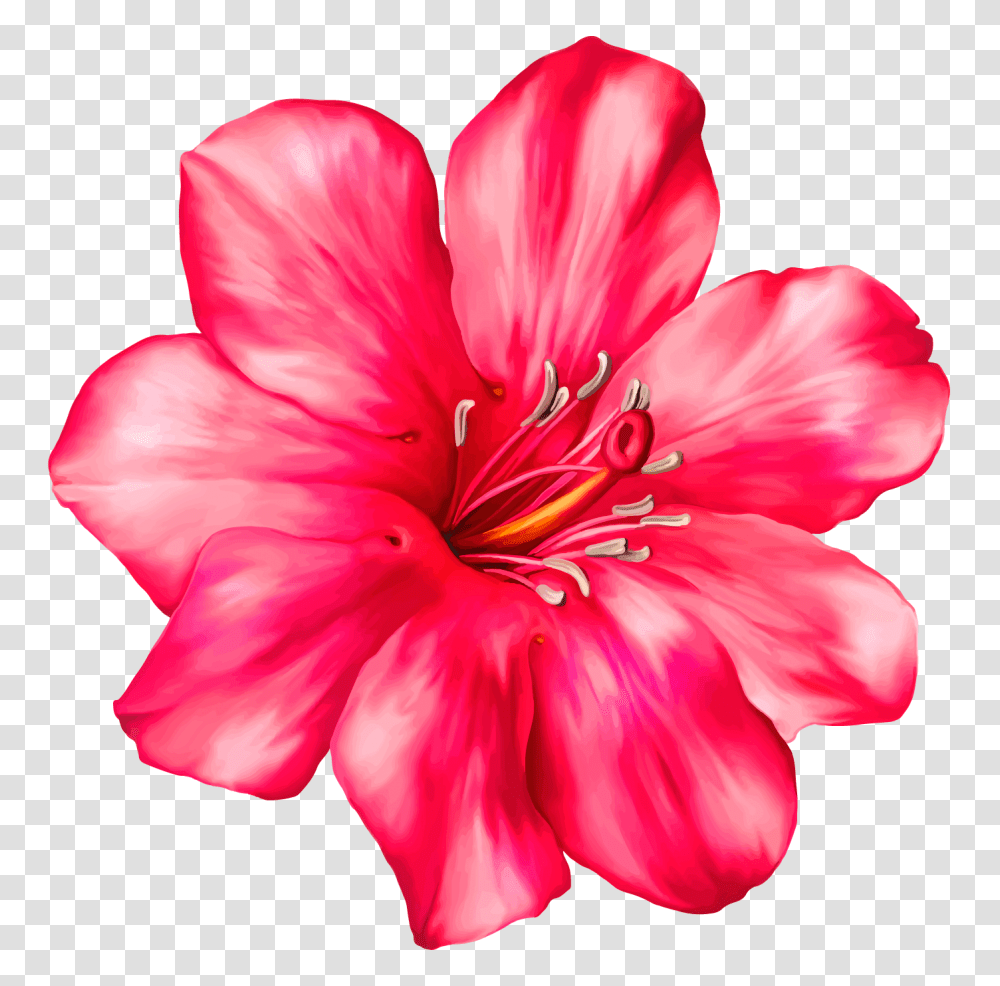 Hibiscus Tropical Flower Pink Freetoedit, Geranium, Plant, Blossom, Petal Transparent Png