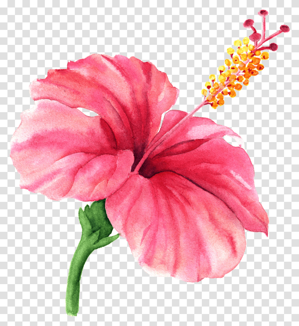 Hibiscus Watercolor Clipart, Plant, Flower, Blossom, Rose Transparent Png