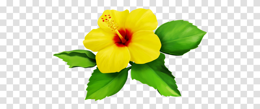 Hibiscus Yellow Bloom Flower Border Flowers White Bouqu Yellow Hibiscus Flower Clipart, Plant, Blossom, Anther, Petal Transparent Png