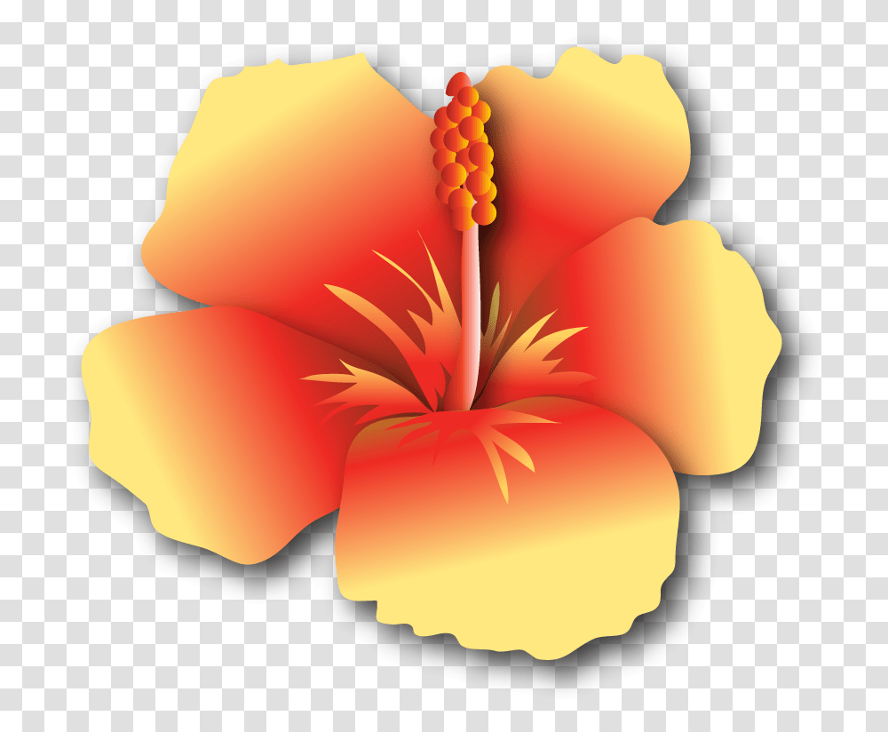 Hibiscus Yr, Plant, Flower, Blossom, Petal Transparent Png