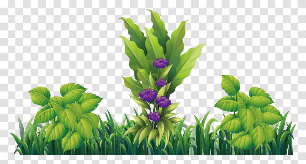 Hidden Ginger, Iris, Flower, Plant, Blossom Transparent Png
