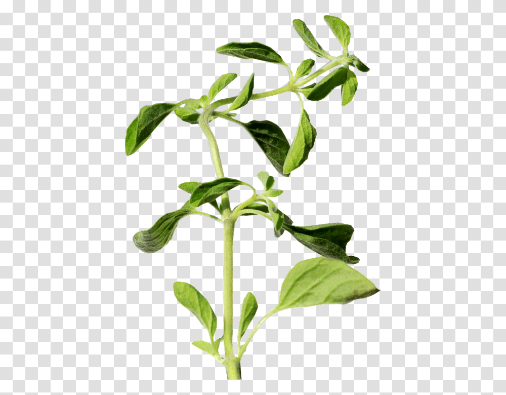 Hierba Flower, Plant, Leaf, Acanthaceae, Green Transparent Png