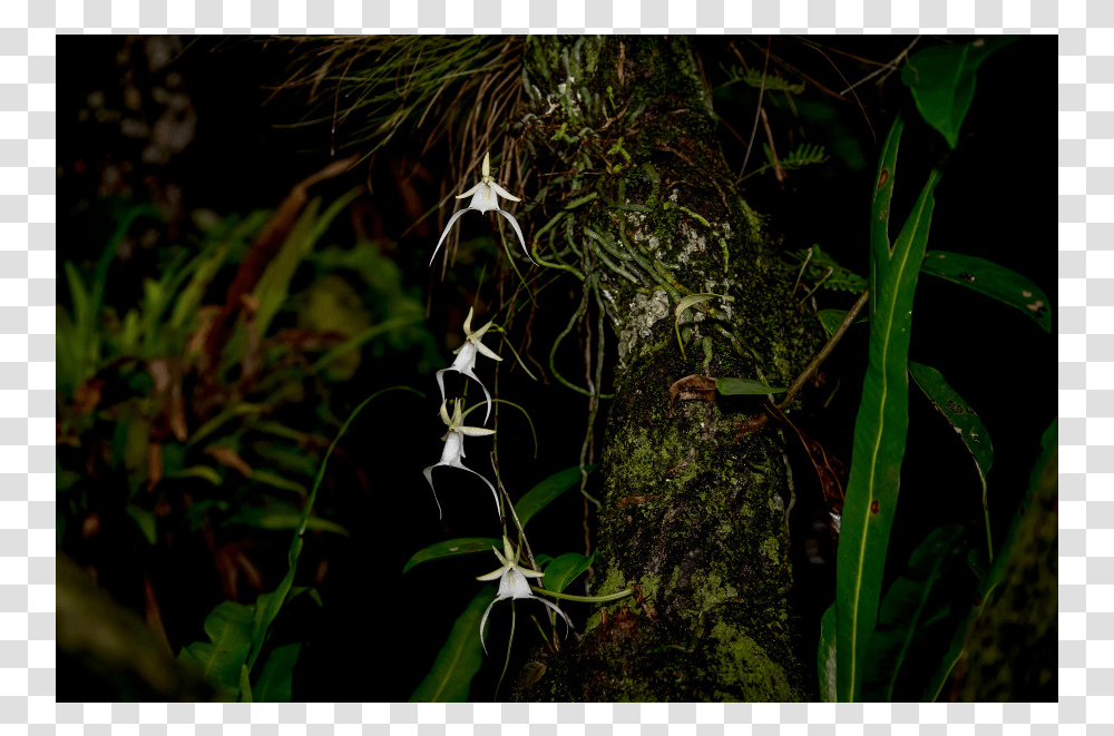 Hierochloe, Acanthaceae, Flower, Plant, Blossom Transparent Png