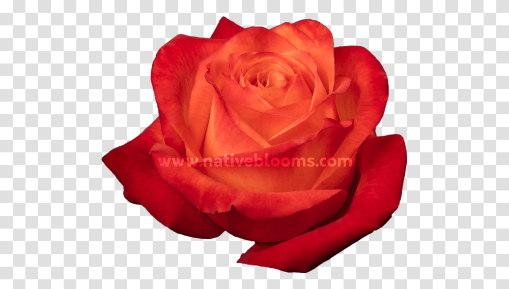 High Amp Intenzz Roses Floribunda, Flower, Plant, Blossom, Petal Transparent Png