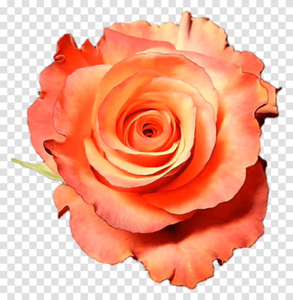 High And Sunshine Peach Roses Wholesale Long Stem 50 Cm Fresh, Flower, Plant, Blossom, Petal Transparent Png