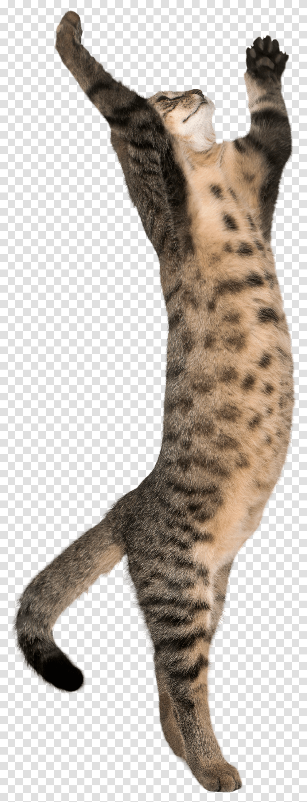 High Cat On Two Legs, Skin, Panther, Mammal, Animal Transparent Png