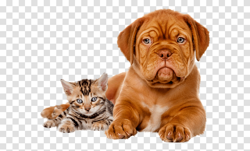 High Definition Dog And Cat, Pet, Animal, Canine, Mammal Transparent Png