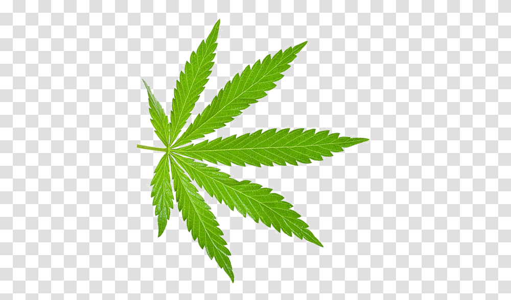 High Expectations Tours Marijuana Leaf, Plant, Hemp, Weed Transparent Png