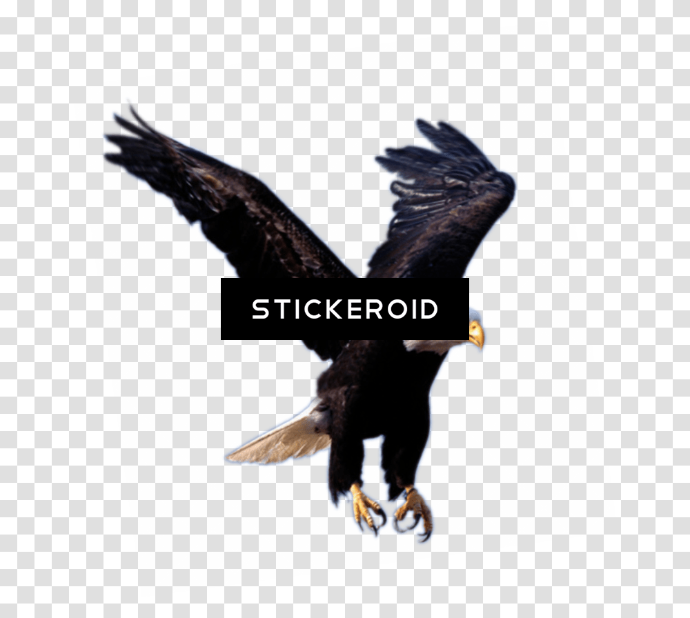 High On Eagles Wings Download Background Eagle Logo, Bird, Animal, Bald Eagle, Dog Transparent Png