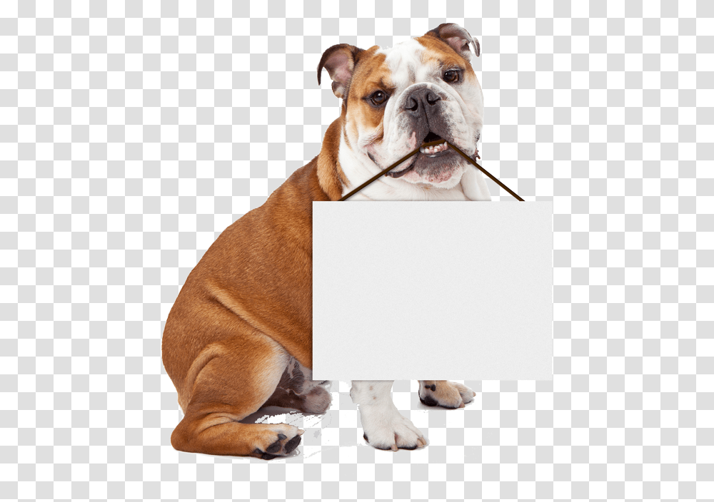 High Quality Bulldog Holding Blank Sign Blank Meme Happy Easter English Bulldogs, Pet, Canine, Animal, Mammal Transparent Png