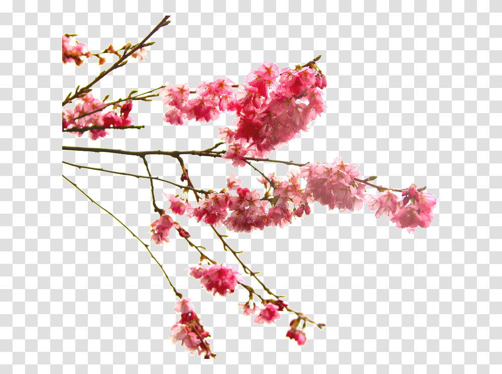 High Quality Cherry Blossom Cliparts, Plant, Flower Transparent Png