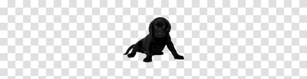 High Quality Dogs Images, Labrador Retriever, Pet, Canine, Animal Transparent Png