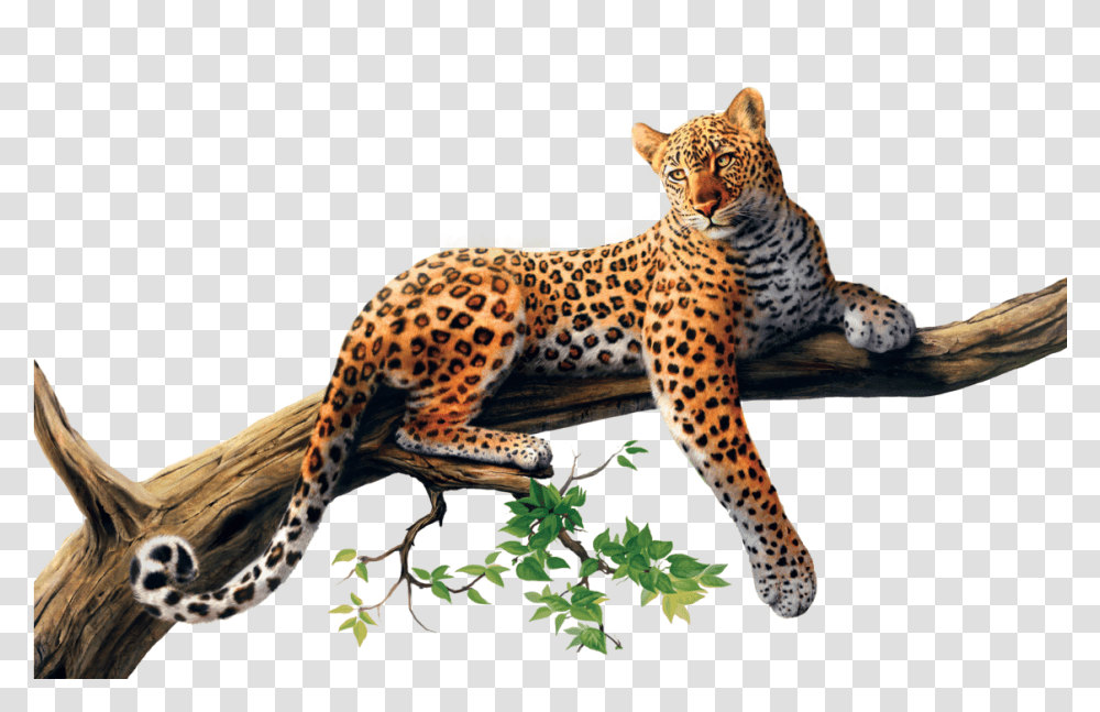 High Quality Image Sri Lankan Leopard, Panther, Wildlife, Mammal, Animal Transparent Png