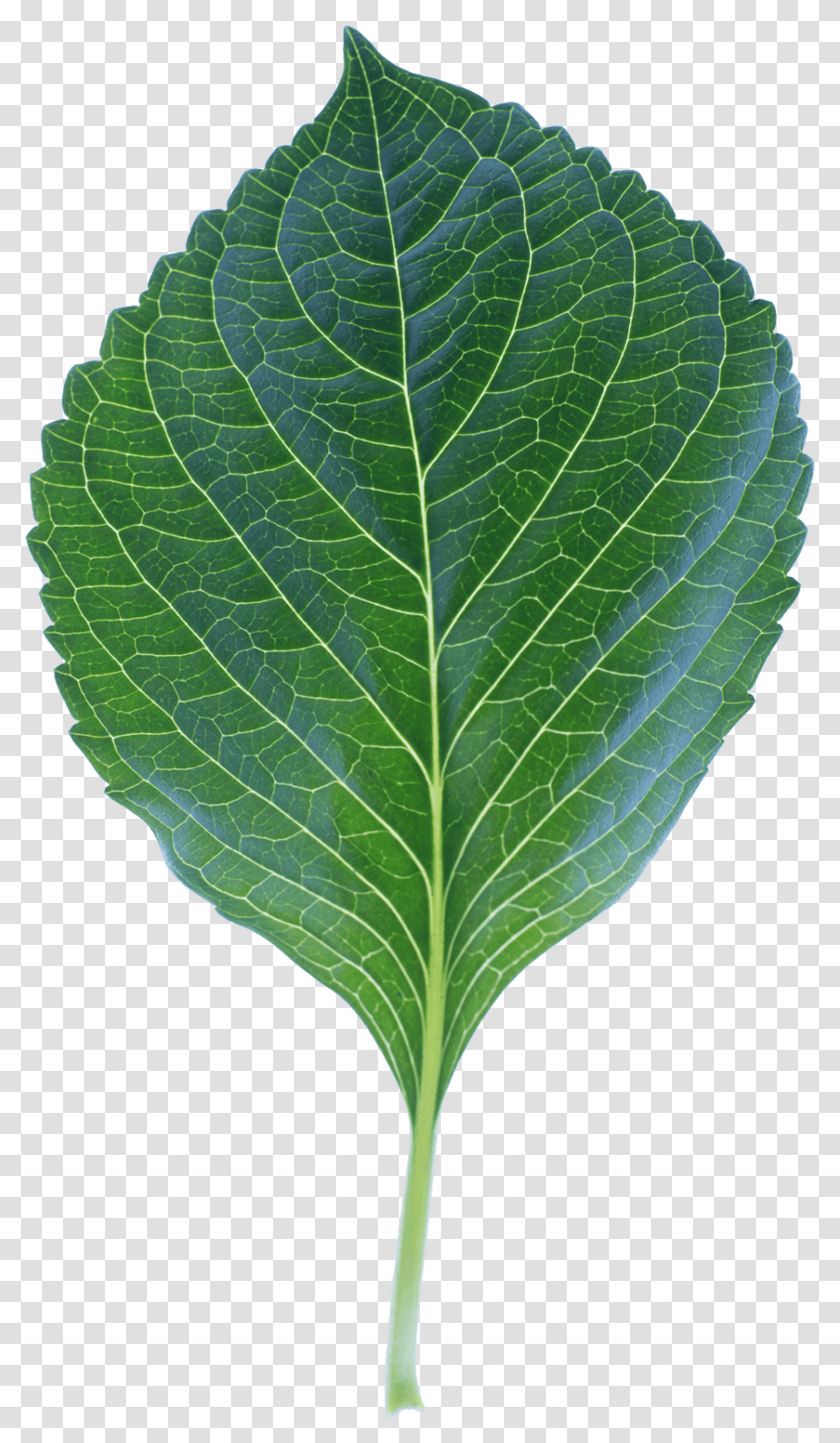 High Quality Leaf Photo Image Leaf, Plant Transparent Png