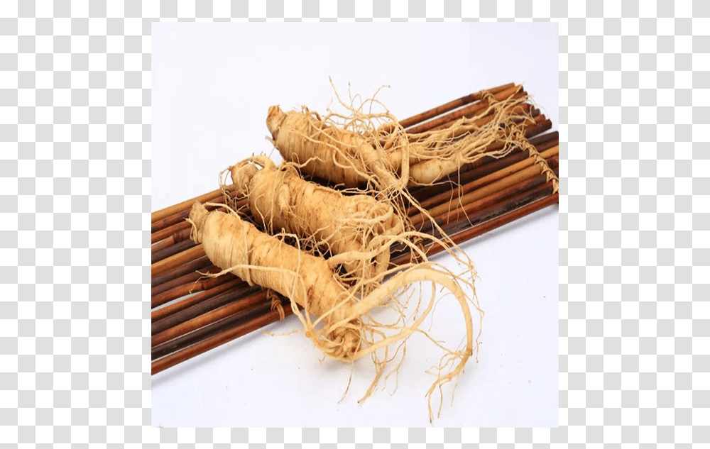 High Quality Natural Plant Ginseng Tincture Welsh Onion, Root, Produce, Arrow, Wood Transparent Png
