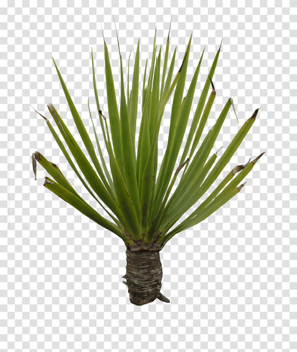 High Quality Plant, Tree, Palm Tree, Arecaceae, Agavaceae Transparent Png