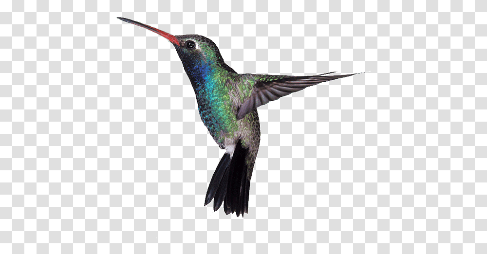 High Quality Raymond Bowman Definition Hd Hummingbird Disruptive Selection Example In Nature, Animal Transparent Png