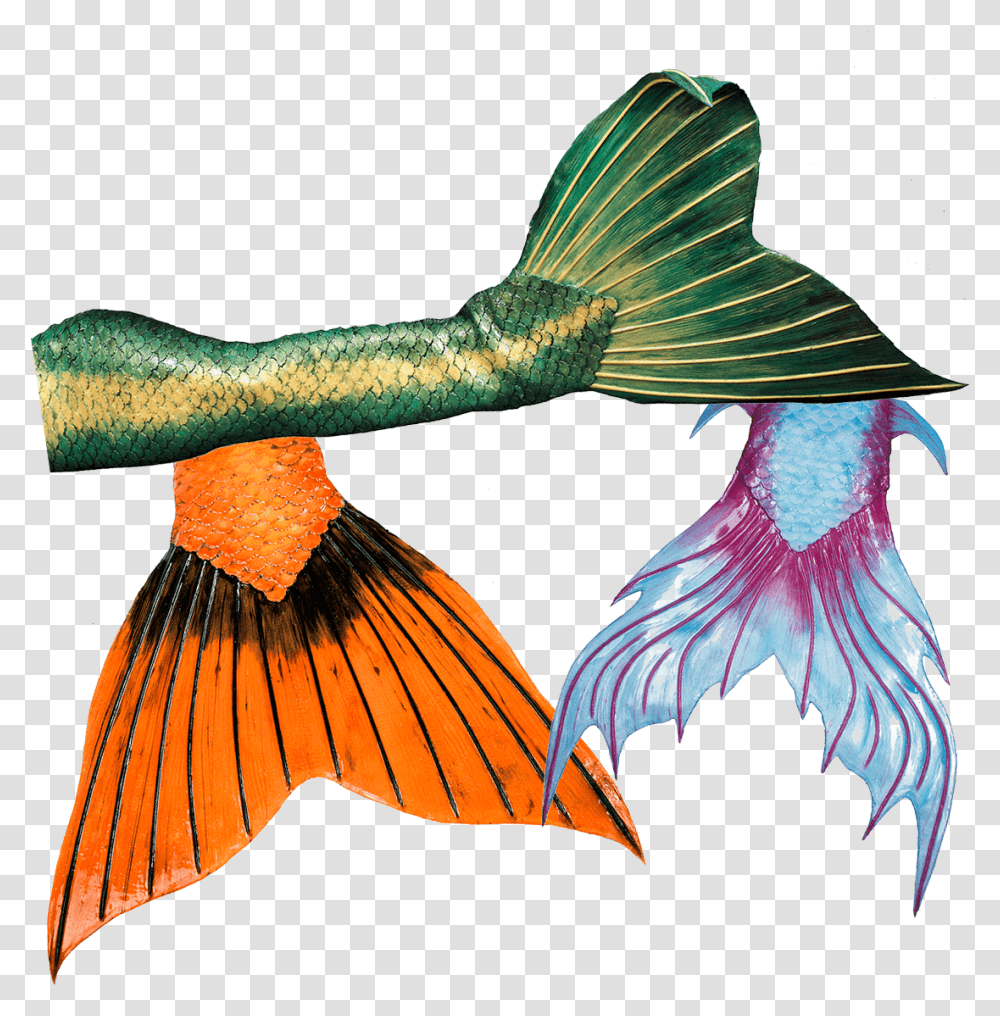 High Quality Silicone Mermaid Tails From Mermaid Kat Mermaid Silikone Tails, Fish, Animal, Bird, Angelfish Transparent Png