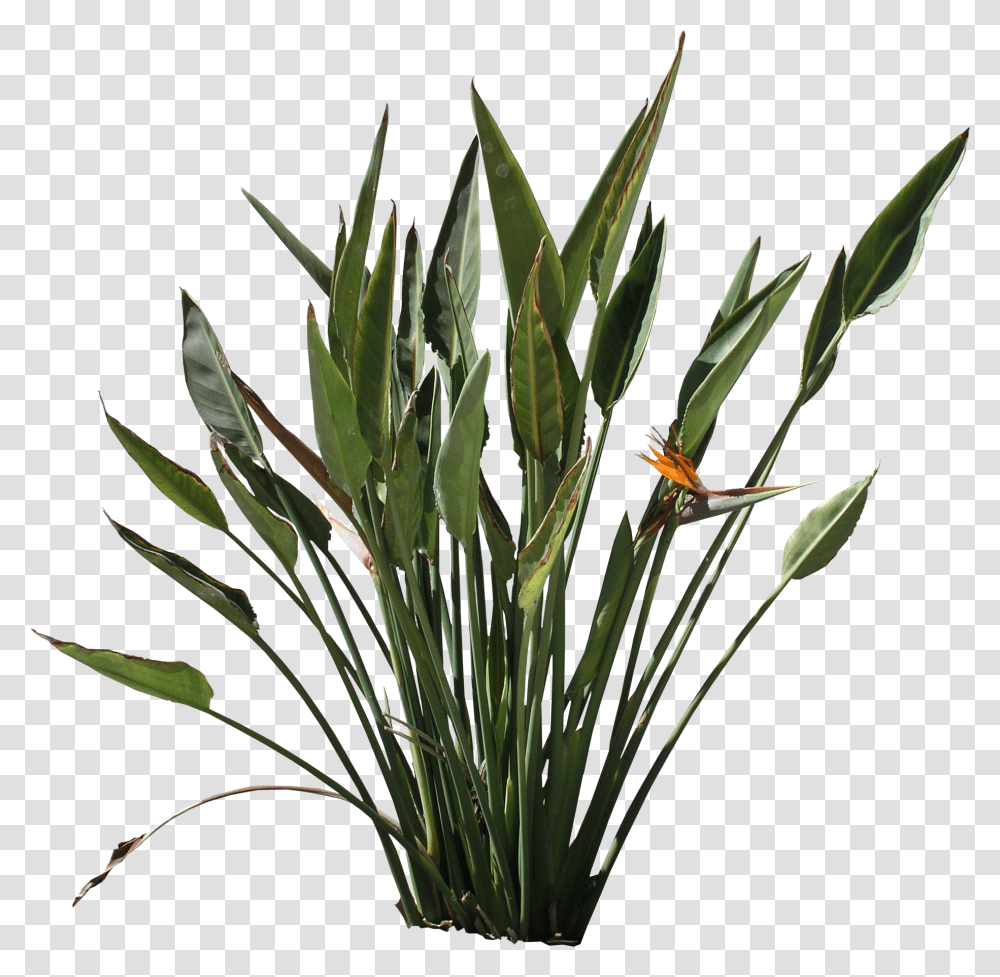 High Quality Strelitzia Reginae Flora Textures Furcraea, Plant, Flower, Blossom, Insect Transparent Png