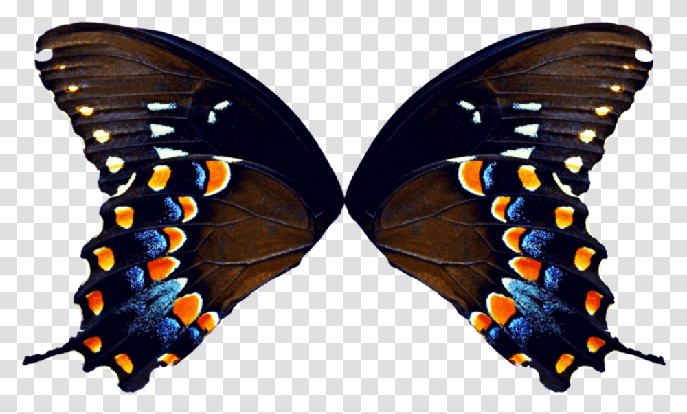High Resolution Butterfly Wings, Insect, Invertebrate, Animal, Sunglasses Transparent Png