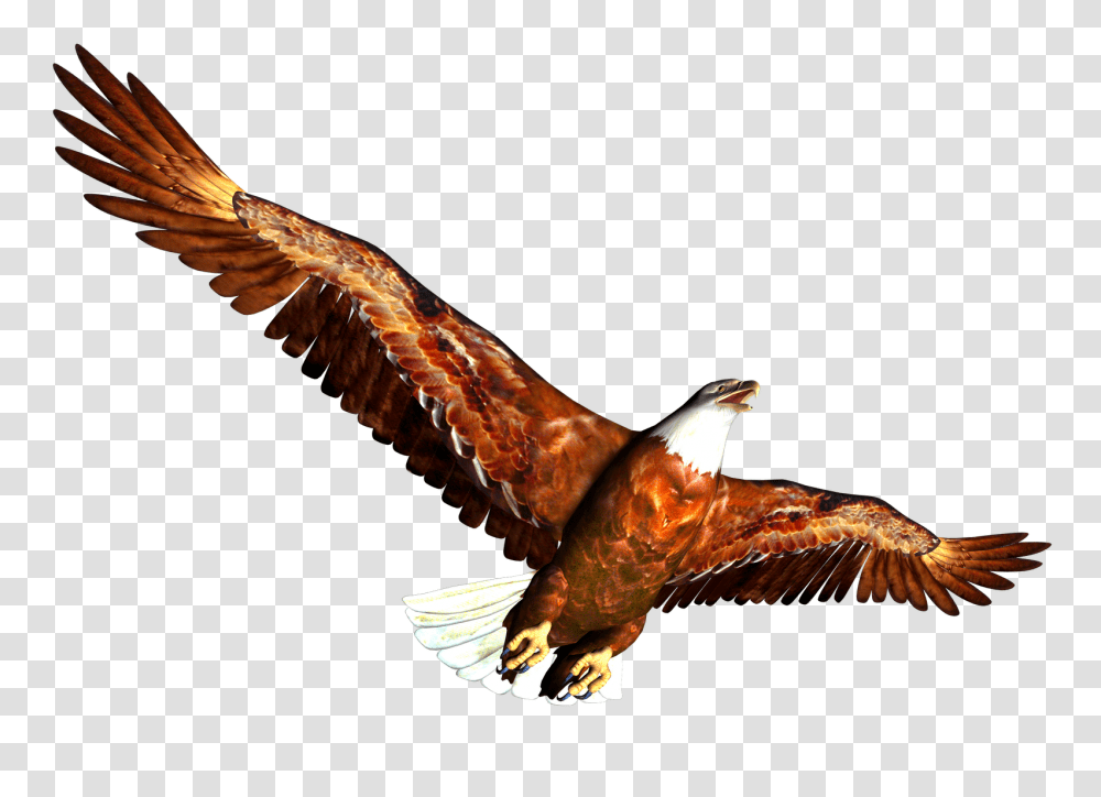 High Resolution Clip Art Free, Eagle, Bird, Animal, Vulture Transparent Png