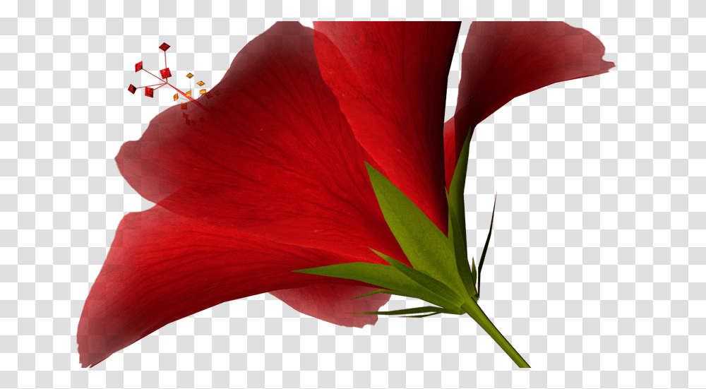 High Resolution Clipart Desktop Backgrounds, Plant, Flower, Blossom, Geranium Transparent Png