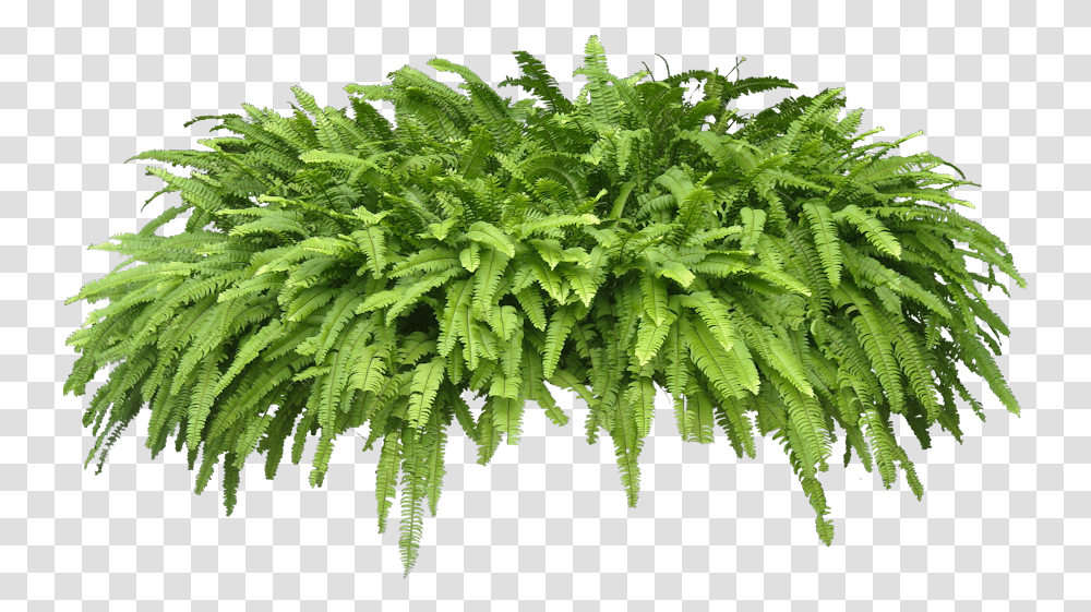 High Resolution Ferns Icon Tropical Plants Background Transparent Png