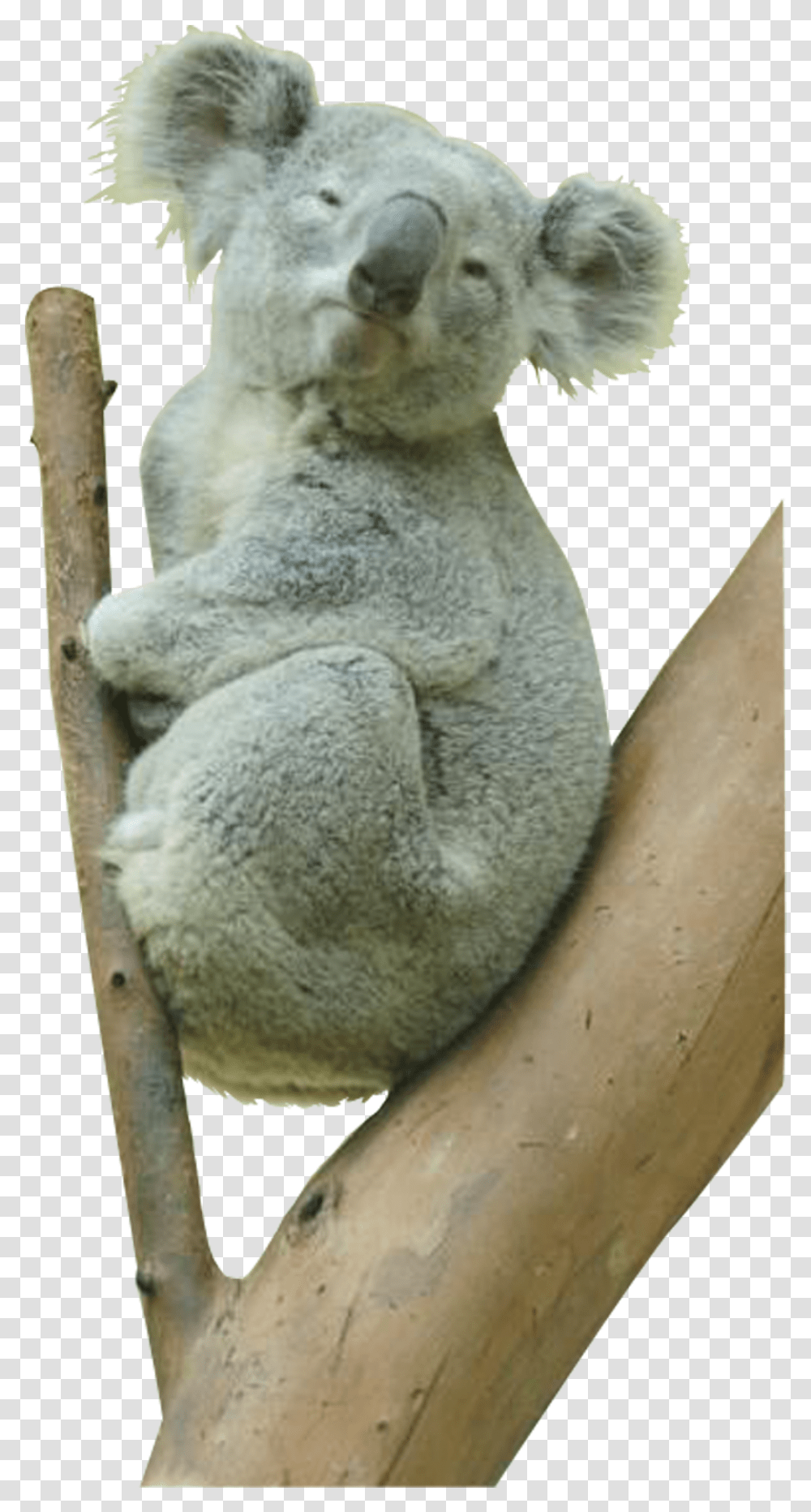 High Resolution Koala Bear, Mammal, Animal, Wildlife, Lemur Transparent Png