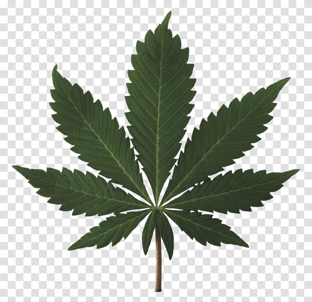 High Resolution Marijuana Leaf, Plant, Hemp, Weed Transparent Png