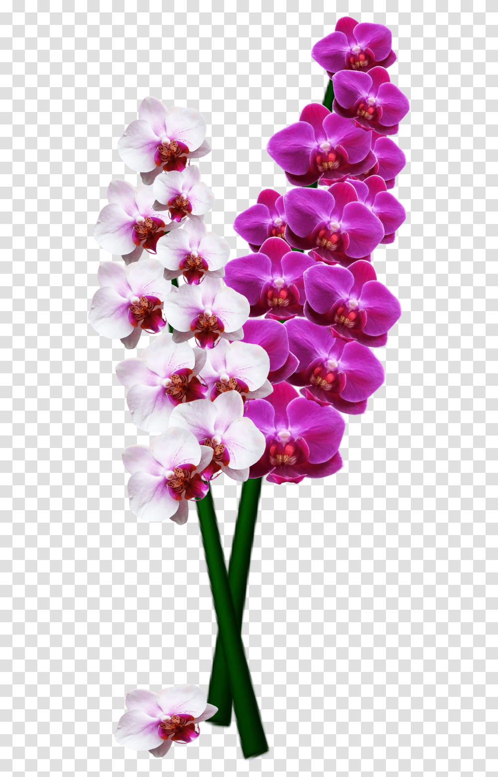 High Resolution Orchids, Plant, Flower, Blossom, Geranium Transparent Png
