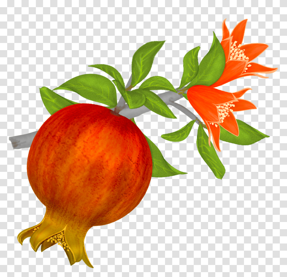 High Resolution Pomegranate Clipart, Plant, Produce, Food, Fruit Transparent Png