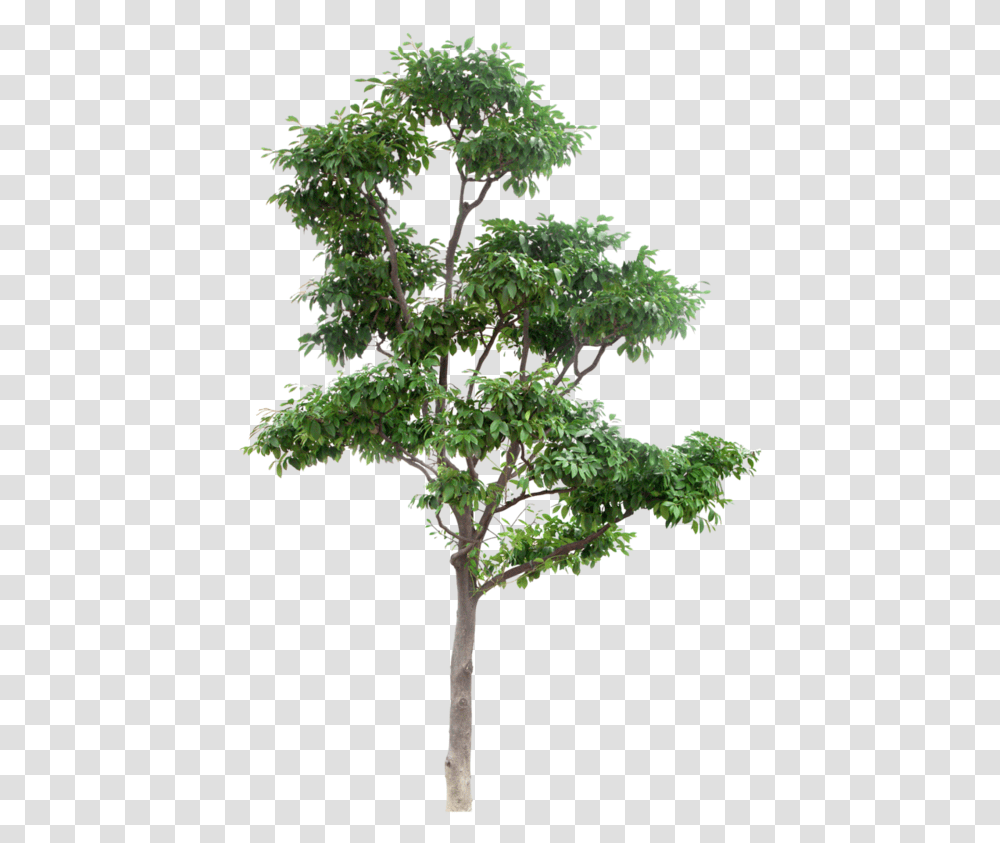 High Resolution Tree, Plant, Potted Plant, Vase, Jar Transparent Png