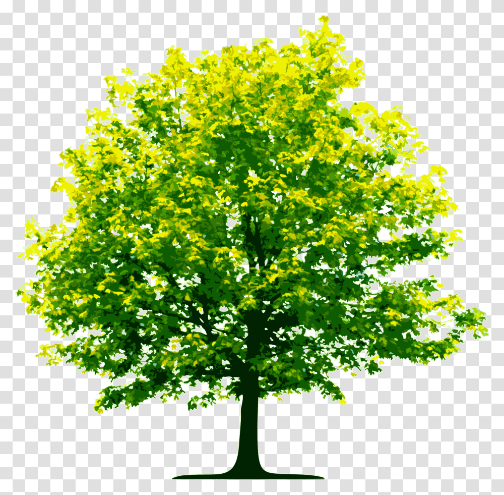 High Resolution Trees, Plant, Maple, Oak, Sycamore Transparent Png