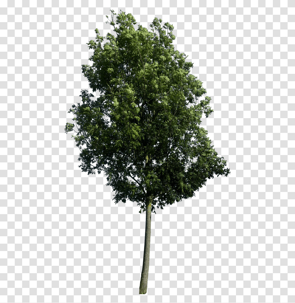 High Resolution Trees, Plant, Tree Trunk, Oak, Spire Transparent Png