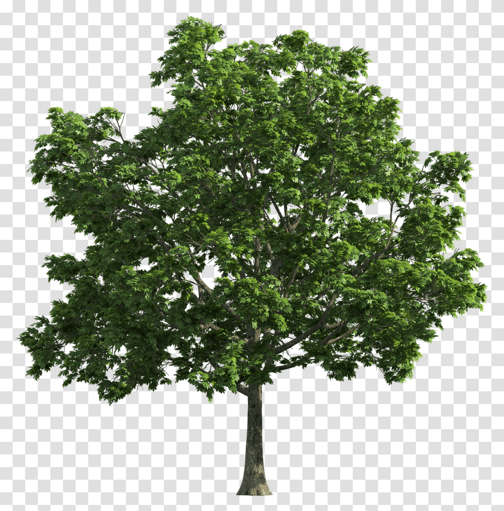 High Resolution Trees Transparent Png