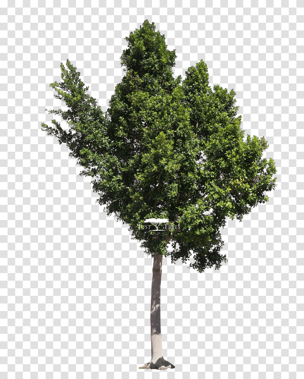 High Resolution Trees Transparent Png