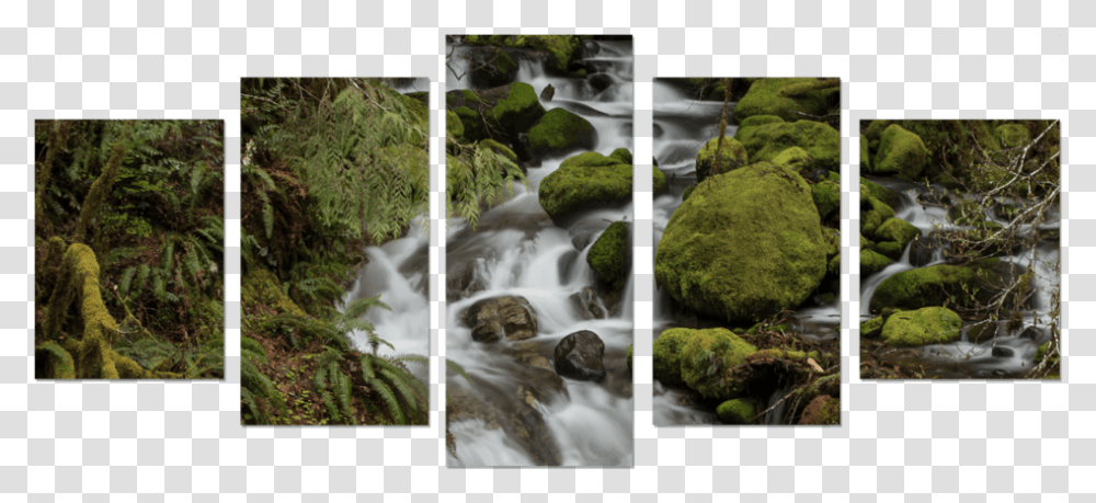 High Resolution Wall Paintings, Moss, Plant, Outdoors, Nature Transparent Png