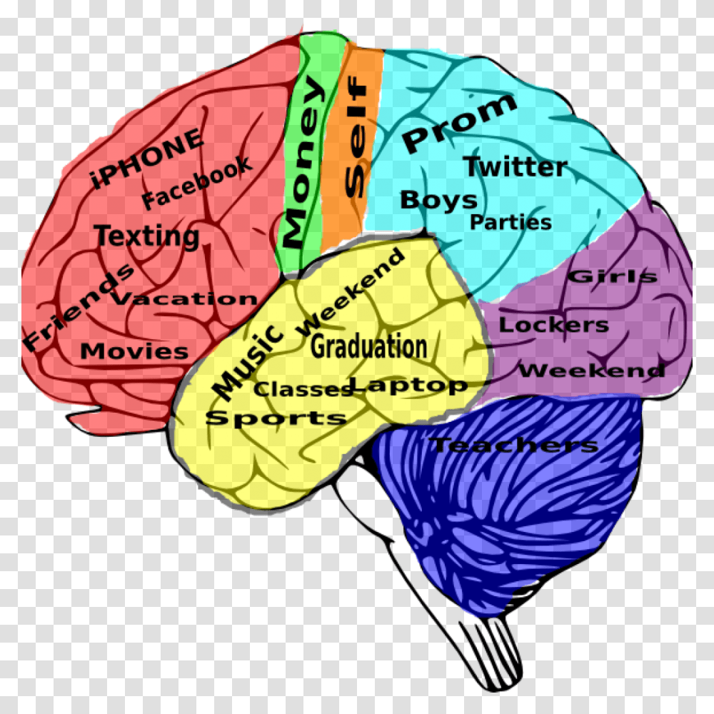 High School Brain, Diagram, Person, Human, Plot Transparent Png