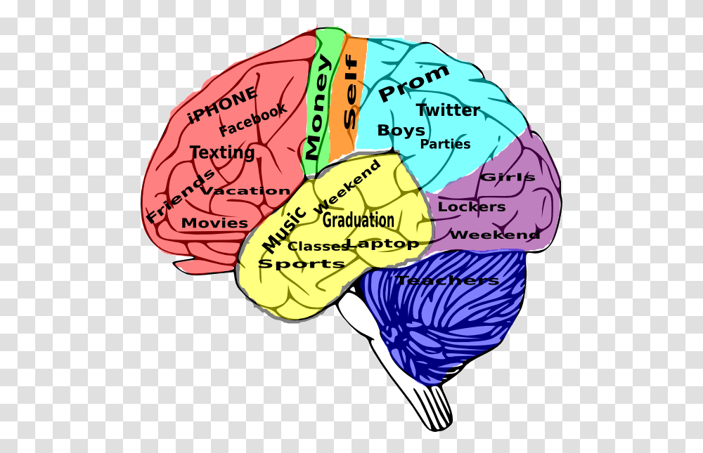 High School On The Brain Clip Art At Vector High School Brain Diagram, Shorts, Apparel, Plot Transparent Png