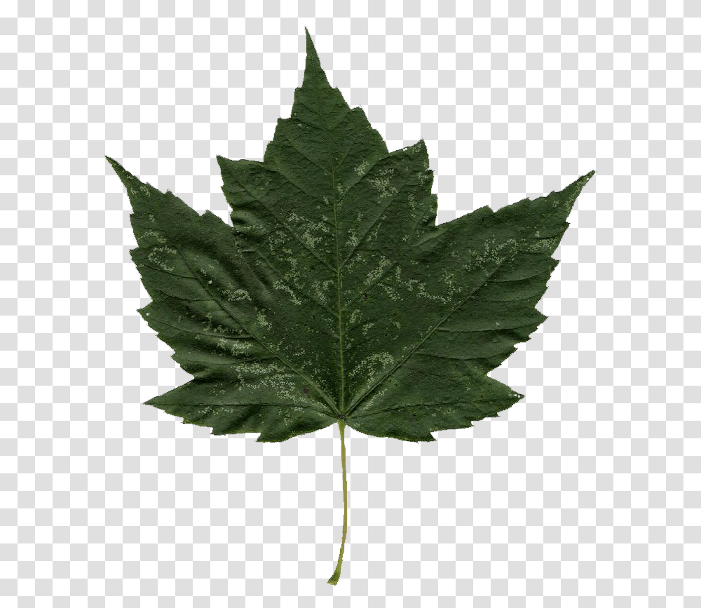 Highbush Cranberry Leaf, Plant, Tree, Maple Leaf Transparent Png