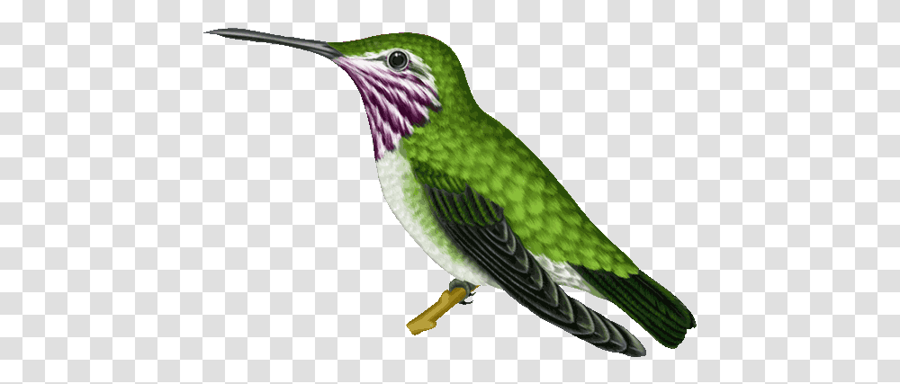 Highest Rated Gifs Gif Abyss Hummingbird, Animal, Bee Eater, Beak, Parakeet Transparent Png
