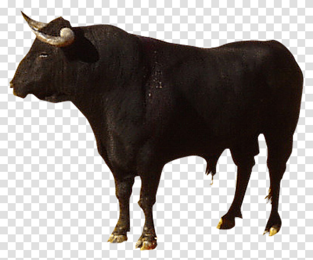 Highland Cattle Camargue Spanish Highland Cow, Bull, Mammal, Animal, Ox Transparent Png