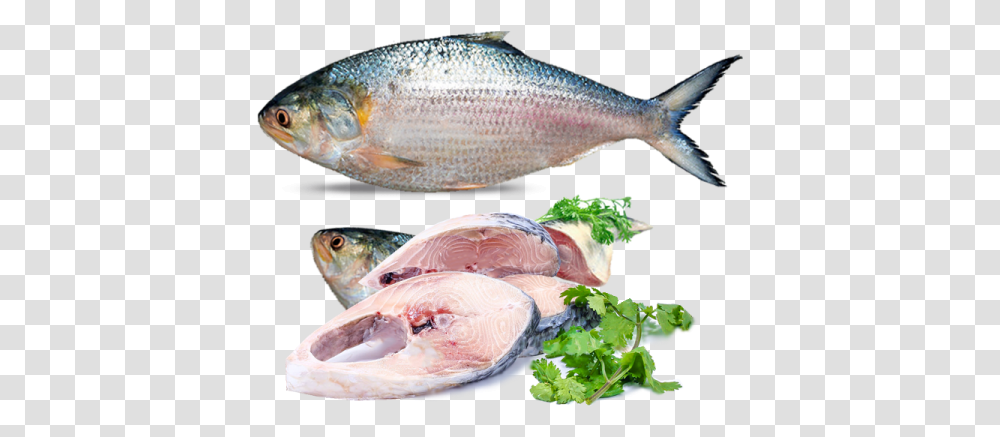 Hilsa Fish, Animal, Sea Life, Herring, Mullet Fish Transparent Png