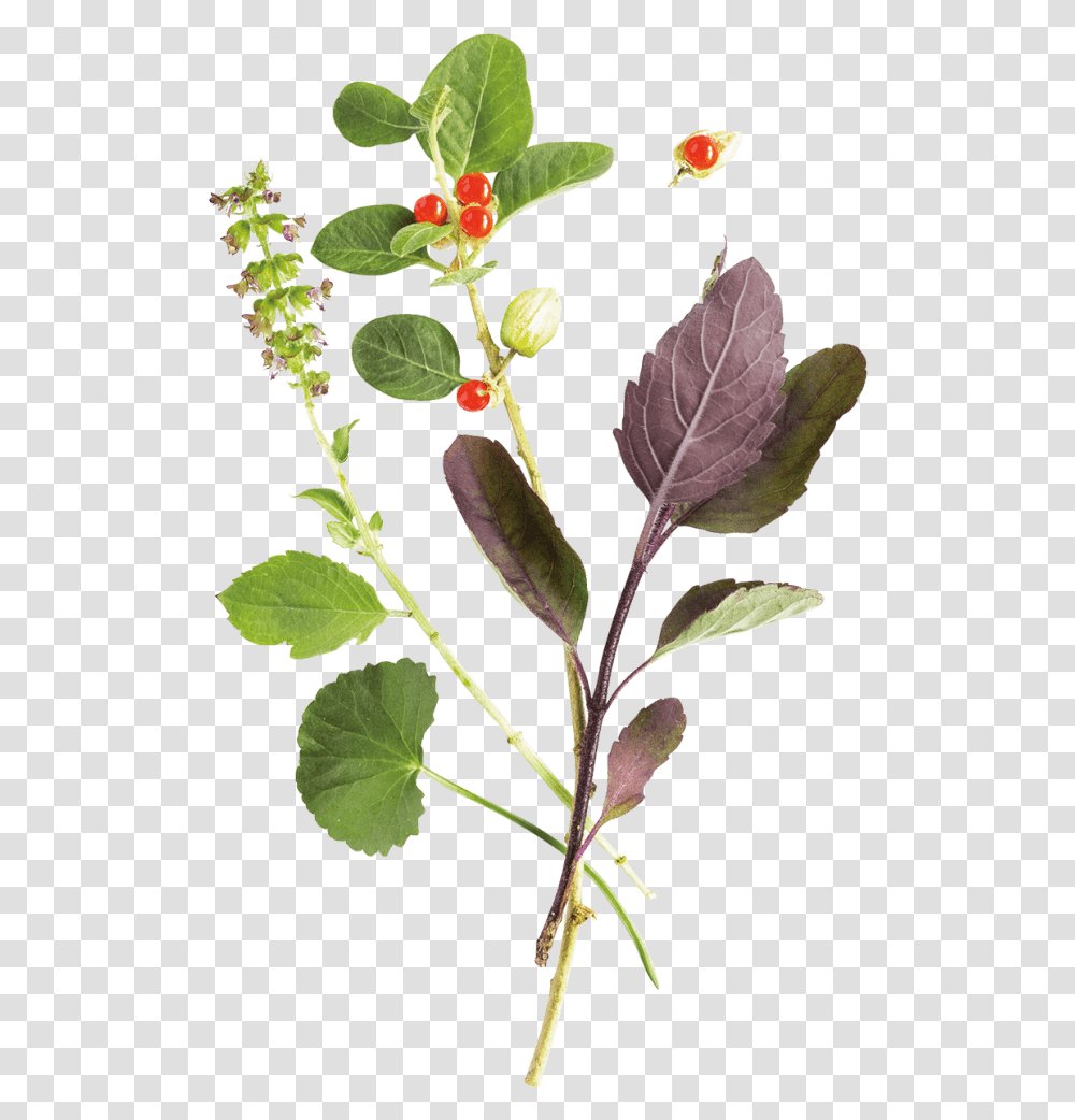 Himalaya Stress Care, Leaf, Plant, Potted Plant, Vase Transparent Png